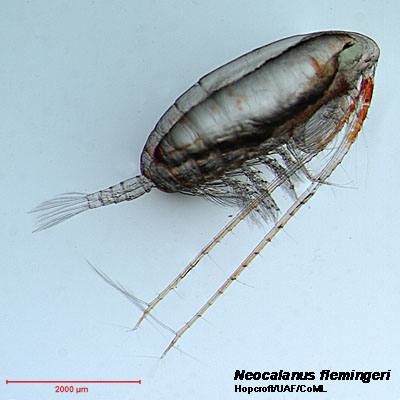 Image of Neocalanus flemingeri